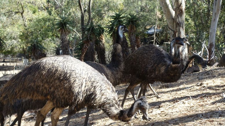 Anna und die wilden Tiere