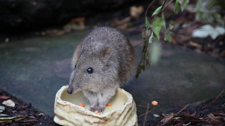 Taronga Zoo Hautnah