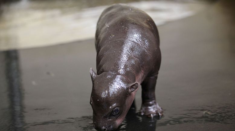 Taronga Zoo Hautnah