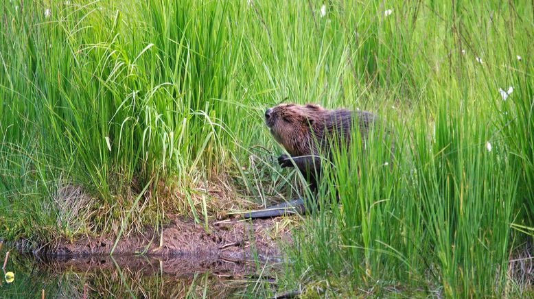 Anna und der wilde Wald