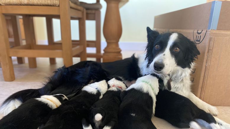 Mit vollem Einsatz - Die Tierärzte in den Highlands