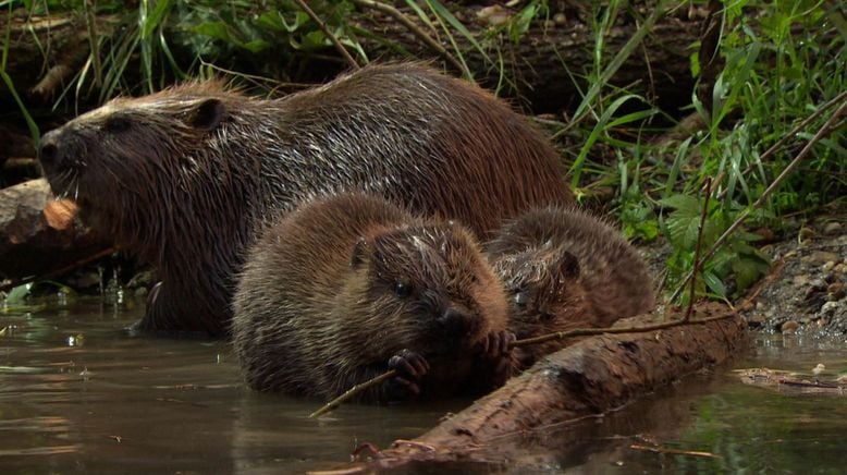 Münchens neue wilde Isar