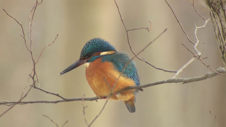 Münchens neue wilde Isar