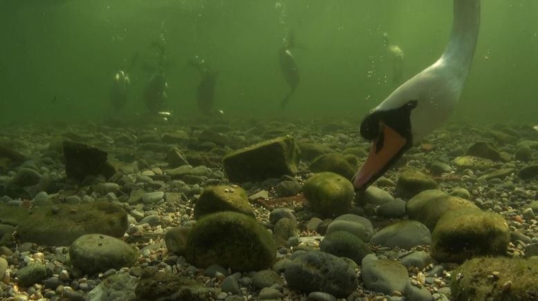 Münchens neue wilde Isar