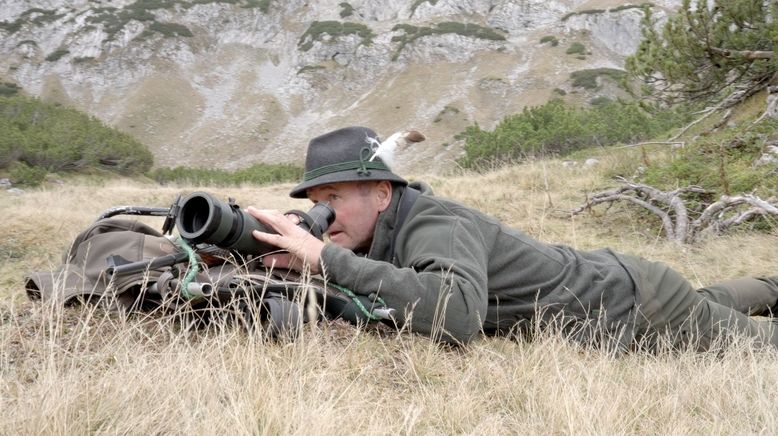 Wild auf Jagd im Gebirge