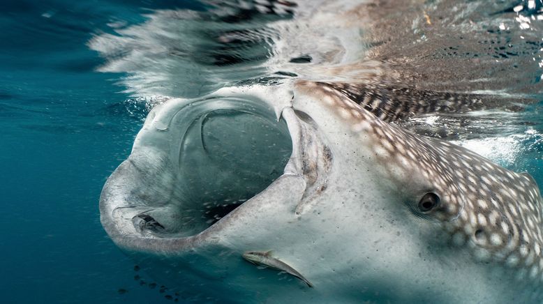 Ningaloo: Australiens Ozeanwunder