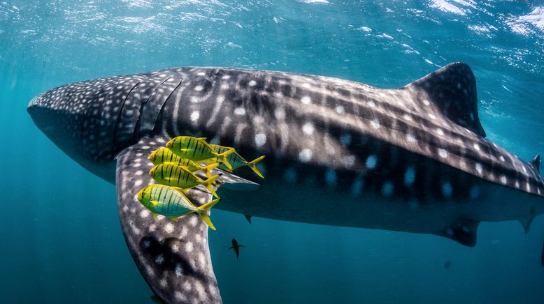 Ningaloo: Australiens Ozeanwunder