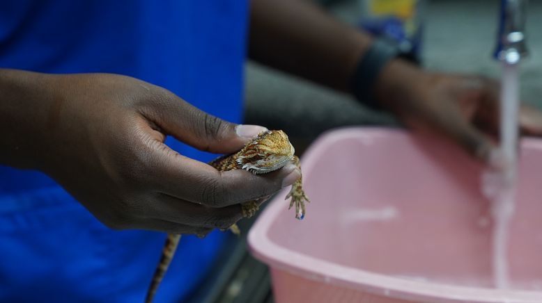 Critter Fixer: Zwei Tierärzte für alle Felle