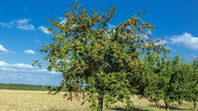 Die Streuobstwiesenretter