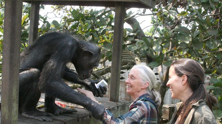 Schimpansen im Kongo mit Jane Goodall