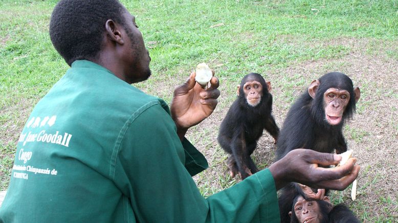 Schimpansen im Kongo mit Jane Goodall