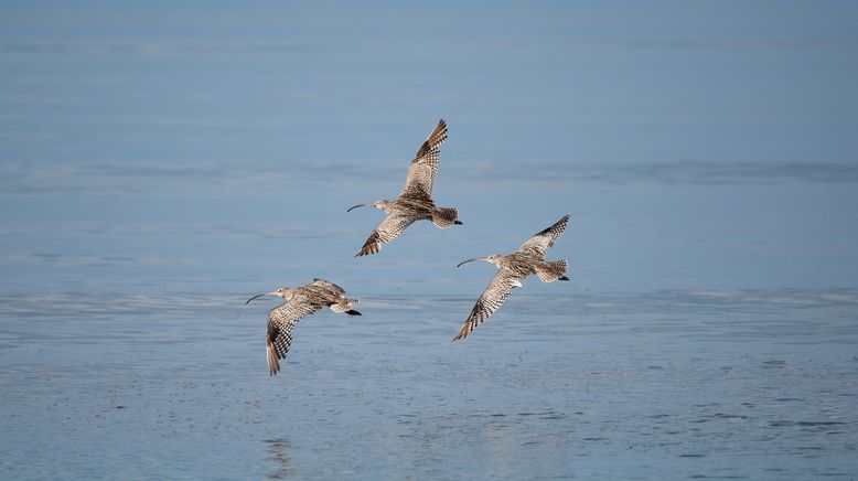 Ningaloo: Australiens Ozeanwunder