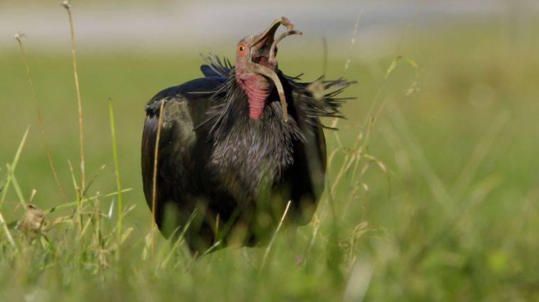 Der Waldrapp - Zugvogel im Aufwind