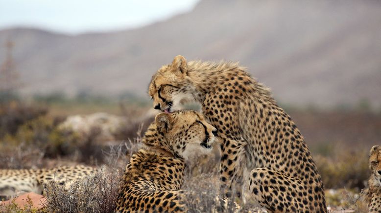 Tierische Mamas