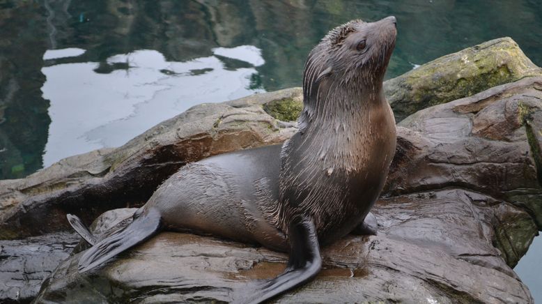 Tierische Mamas