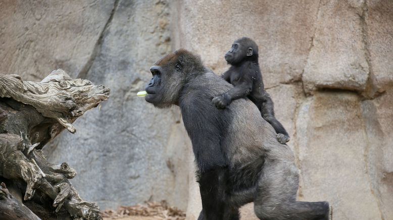 Tierische Mamas