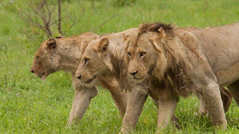 Afrikas tödlichste Jäger