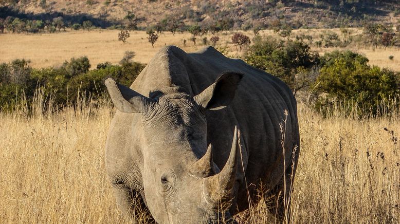 Afrikas tödlichste Jäger