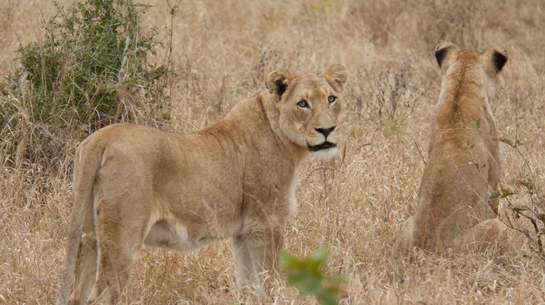 Afrikas tödlichste Jäger