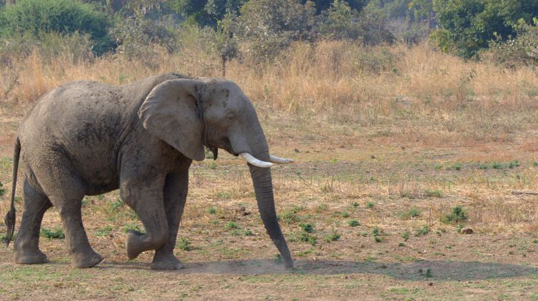 Afrikas tödlichste Jäger