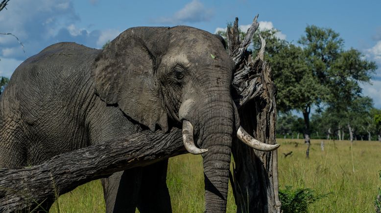 Afrikas tödlichste Jäger