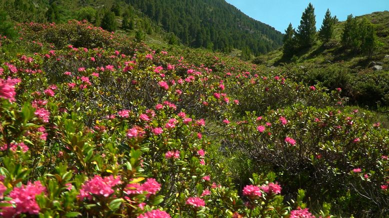 Tierwelt der Alpen