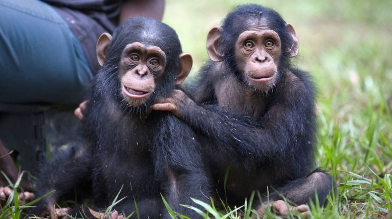 Schimpansen im Kongo mit Jane Goodall