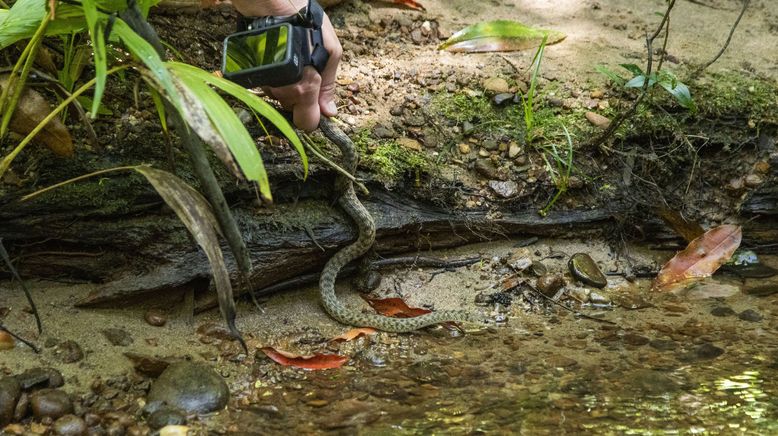 Snake Security - Schlangenalarm in Australien