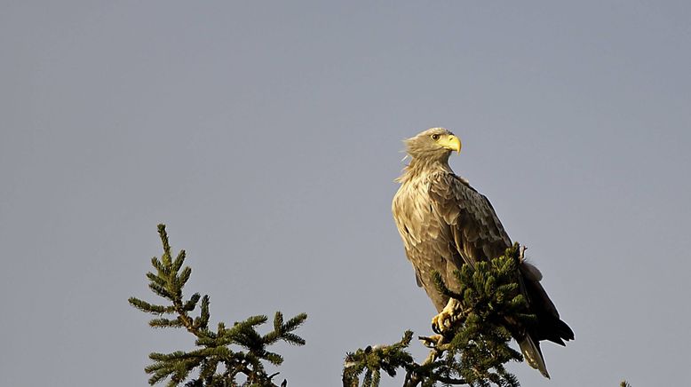 Seeadler hautnah