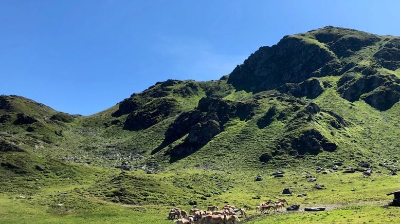 Kitzbüheler Almleben