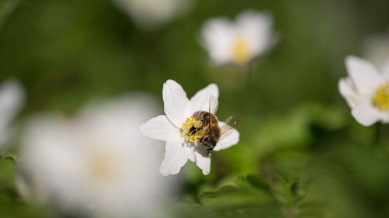 Ziemlich wilde Bienen