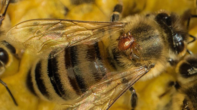 Ziemlich wilde Bienen