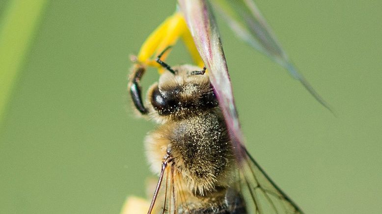 Ziemlich wilde Bienen