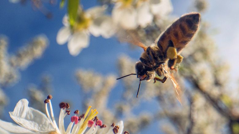 Ziemlich wilde Bienen