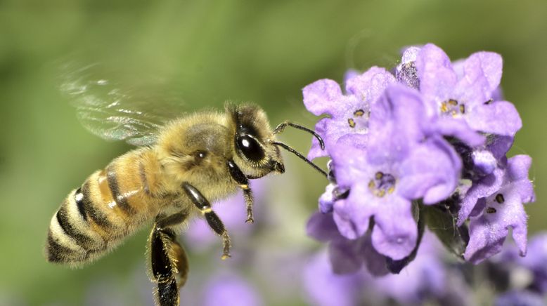 Ziemlich wilde Bienen