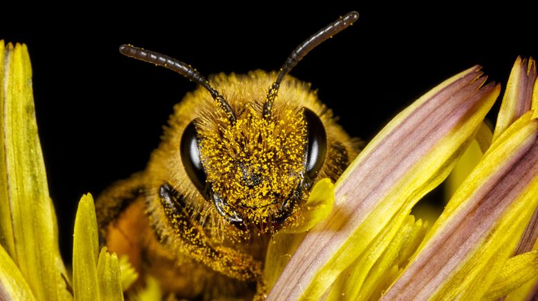 Ziemlich wilde Bienen