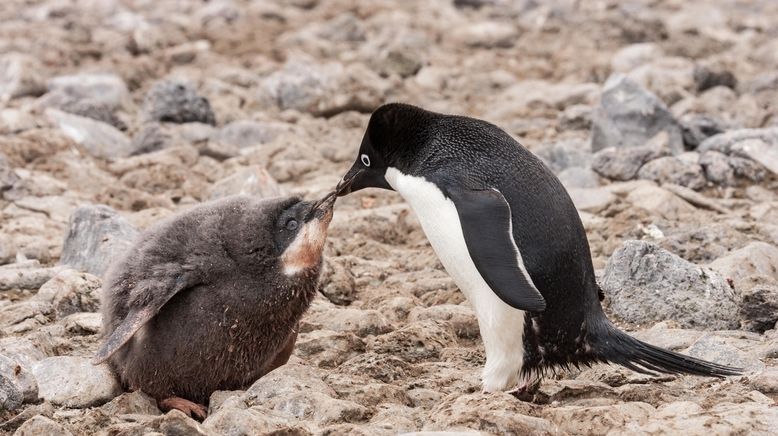 Animal Super Parents - Tierische Familienbande