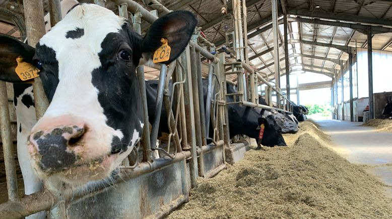 Unsere verrückte italienische Farm