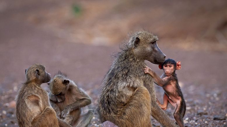 Afrikas Wilde Seiten