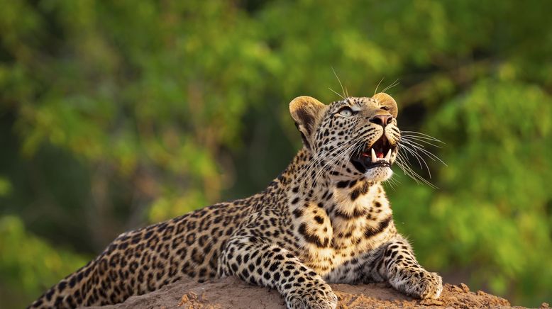 Afrikas Wilde Seiten