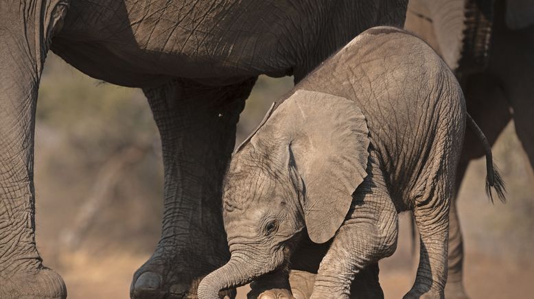 Afrikas Wilde Seiten