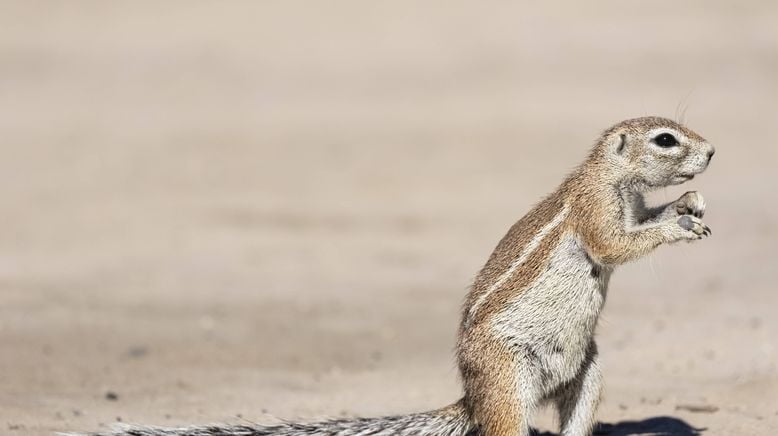 Kalahari - Gesetz der Wildnis