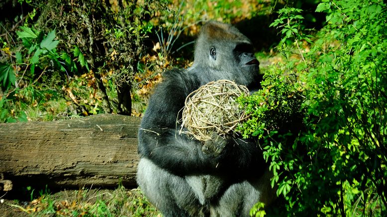 Bronx Zoo - Tierpark der Superlative