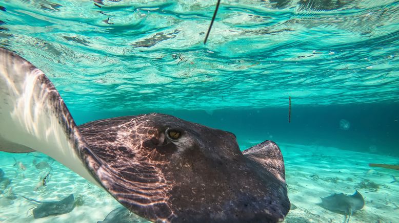 Das Great Barrier Reef - Schatzkiste der Natur