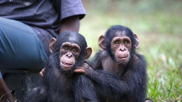 Schimpansen im Kongo mit Jane Goodall