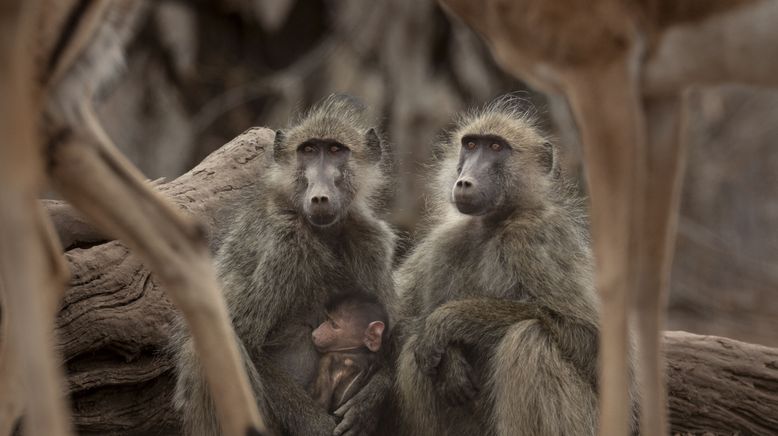 Afrikas Wilde Seiten