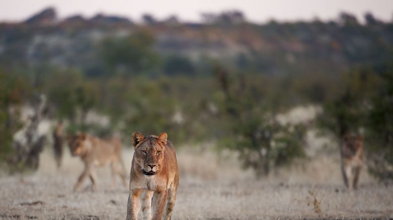 Afrikas Wilde Seiten