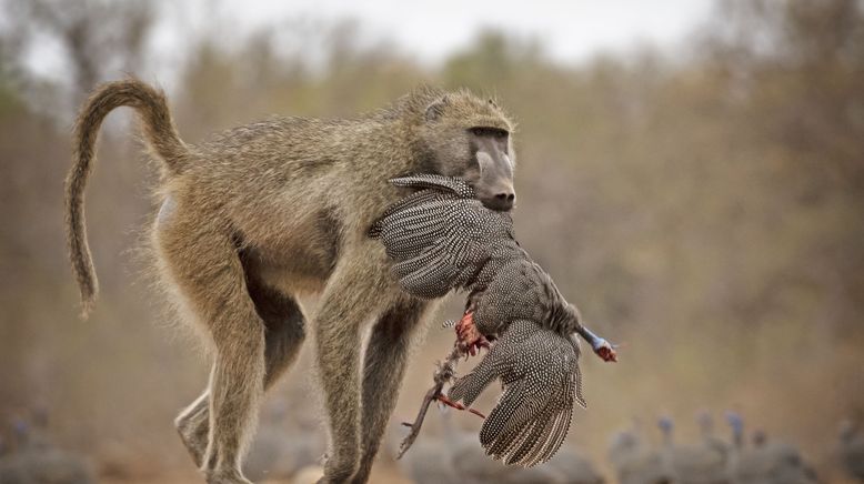 Afrikas Wilde Seiten