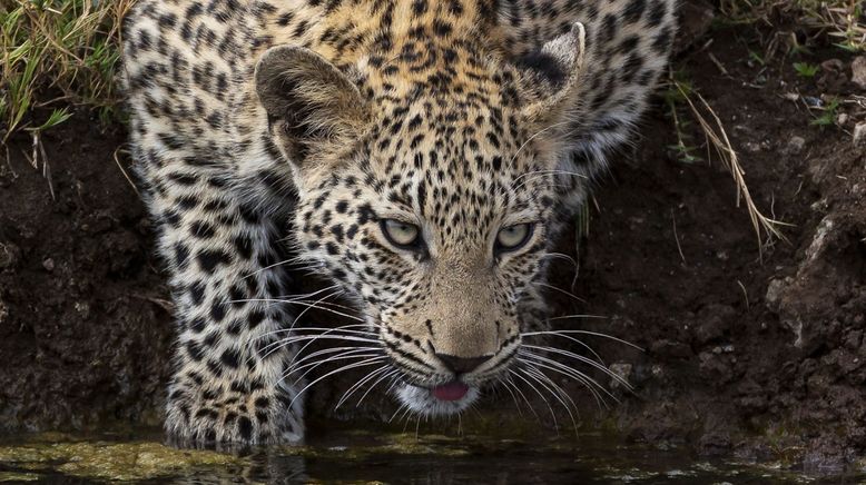 Afrikas Wilde Seiten