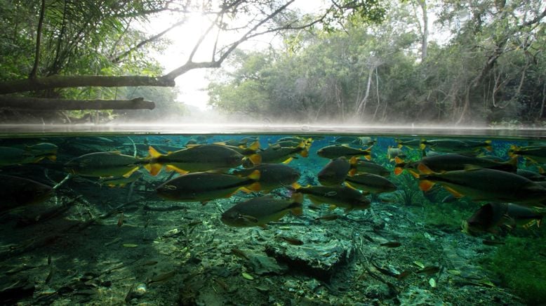 Unser Wasser - Faszinierende Wunderwelten